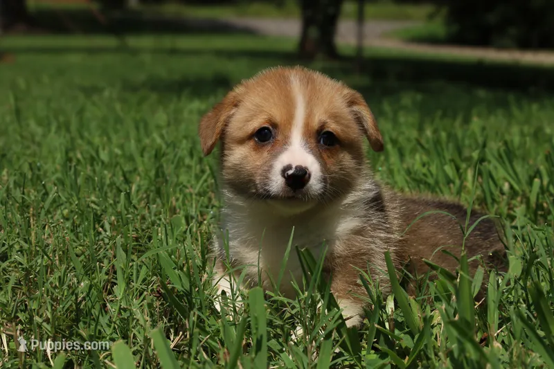 Mr. Squeak🩵 – Pembroke Welsh Corgi puppy for sale in Charlotte, NC