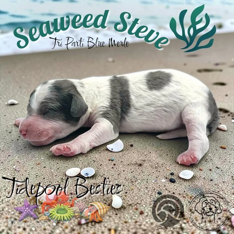 Seaweed Steve – Miniature Bernedoodle puppy for sale in Redlands, CA