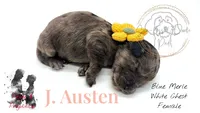 J. Austen, a female Miniature Bernedoodle for sale in Redlands, CA – 6 of 10