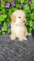 Tennyson , a male Goldendoodle for sale in Redlands, CA – 2 of 9