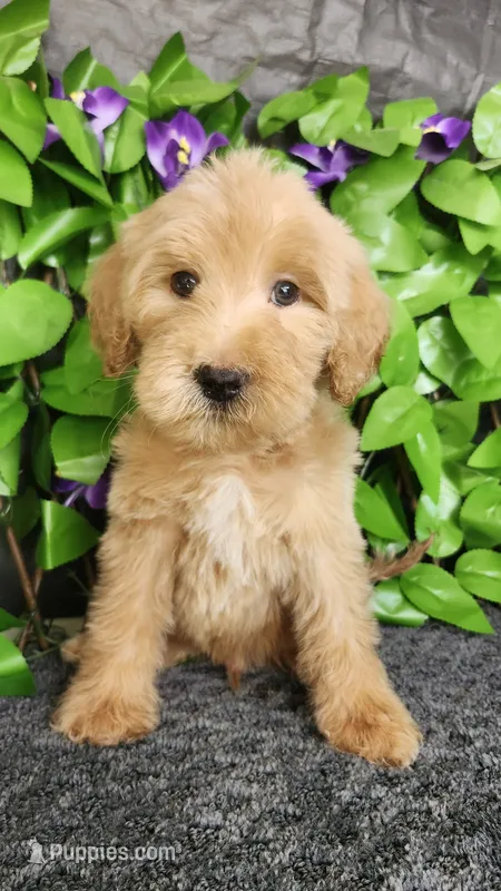 C.S. Lewis  – Miniature Goldendoodle puppy for sale in Redlands, CA