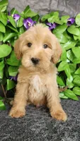 C.S. Lewis , a male Miniature Goldendoodle for sale in Redlands, CA – 1 of 10