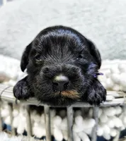 Freya, a female Miniature Bernedoodle for sale in Redlands, CA – Photo 6 of 9