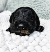 Freya, a female Miniature Bernedoodle for sale in Redlands, CA – Photo 7 of 9