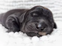 Freya, a female Miniature Bernedoodle for sale in Redlands, CA – Photo 5 of 9