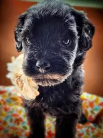 Freya, a female Miniature Bernedoodle for sale in Redlands, CA – Photo 3 of 9