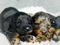 Freya, a female Miniature Bernedoodle for sale in Redlands, CA – Photo 8 of 9