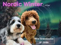 Freya, a female Miniature Bernedoodle for sale in Redlands, CA – Photo 9 of 9