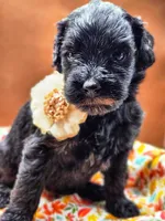 Freya, a female Miniature Bernedoodle for sale in Redlands, CA – Photo 2 of 9