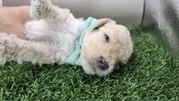Tennyson , a male Miniature Bernedoodle for sale in Redlands, CA – 5 of 10