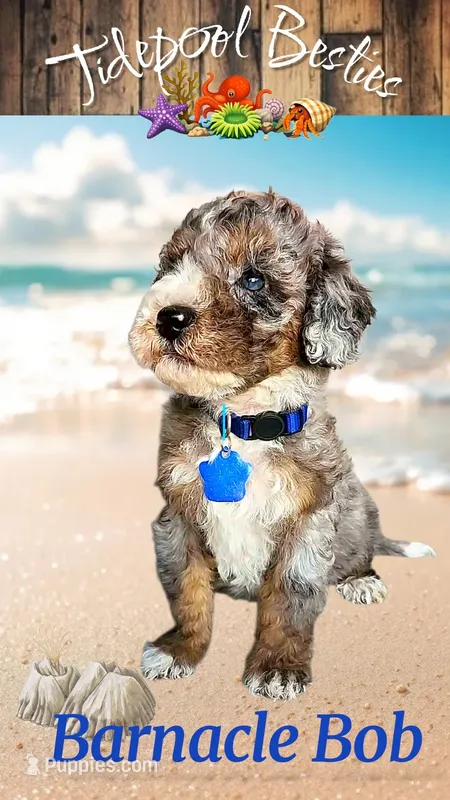 Barnacle Bob  – Miniature Bernedoodle puppy for sale in Redlands, CA