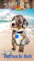 Barnacle Bob , a male Miniature Bernedoodle for sale in Redlands, CA – 3 of 10