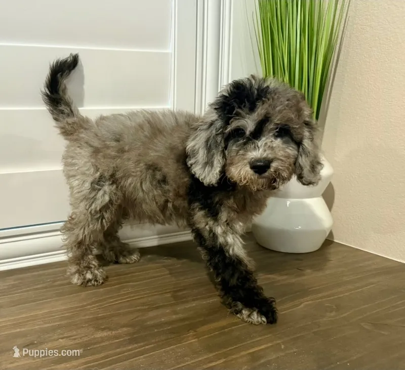 Sea Urchin Timmy (blue eye) – Miniature Bernedoodle puppy for sale in Redlands, CA