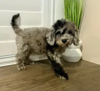 Sea Urchin Timmy (blue eye), a male Miniature Bernedoodle for sale in Redlands, CA – 1 of 9