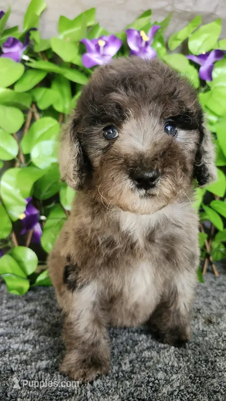 Starfish Sally  – Miniature Bernedoodle puppy for sale in Redlands, CA