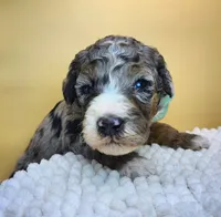 Barnacle Bob , a male Miniature Bernedoodle for sale in Redlands, CA – 6 of 10