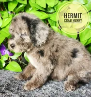 Hermit Crab Henry ( blue eye), a male Miniature Bernedoodle for sale in Redlands, CA – 3 of 10