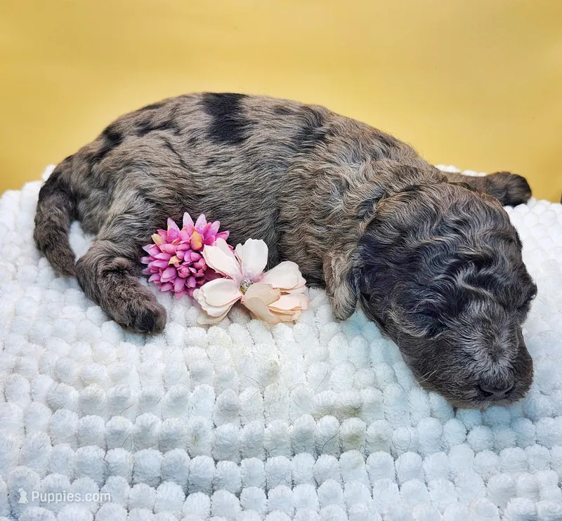 Starfish Sally  – Miniature Bernedoodle puppy for sale in Redlands, CA