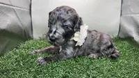 J. Austen, a female Miniature Bernedoodle for sale in Redlands, CA – 9 of 10