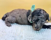 Sea Urchin Timmy , a male Miniature Bernedoodle for sale in Redlands, CA – 3 of 10