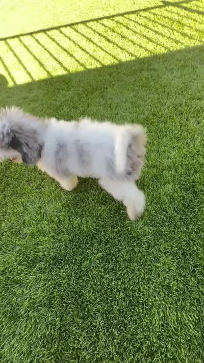 Seaweed Steve (blue eye), a male Miniature Bernedoodle for sale in Redlands, CA – 10 of 10
