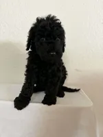 Twain, a male Goldendoodle and Miniature Bernedoodle for sale in Redlands, CA – 2 of 8
