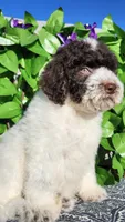 Portobello , a male Miniature Bernedoodle for sale in Redlands, CA – 10 of 10