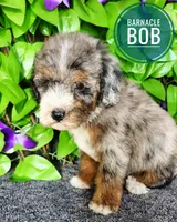 Barnacle Bob , a male Miniature Bernedoodle for sale in Redlands, CA – 4 of 10