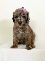 J. Austen, a female Miniature Bernedoodle for sale in Redlands, CA – 3 of 10