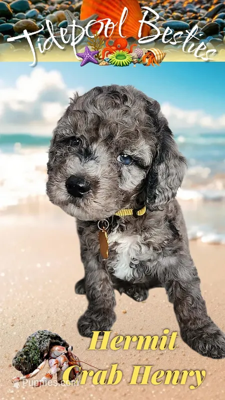 Hermit Crab Henry  – Miniature Bernedoodle puppy for sale in Redlands, CA