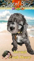 Hermit Crab Henry ( blue eye), a male Miniature Bernedoodle for sale in Redlands, CA – 2 of 10