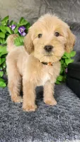 C.S. Lewis , a male Miniature Goldendoodle for sale in Redlands, CA – 4 of 10