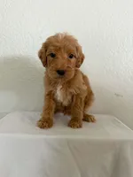 C.S. Lewis , a male Miniature Goldendoodle for sale in Redlands, CA – 2 of 10