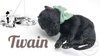 Twain, a male Goldendoodle and Miniature Bernedoodle for sale in Redlands, CA – 8 of 8