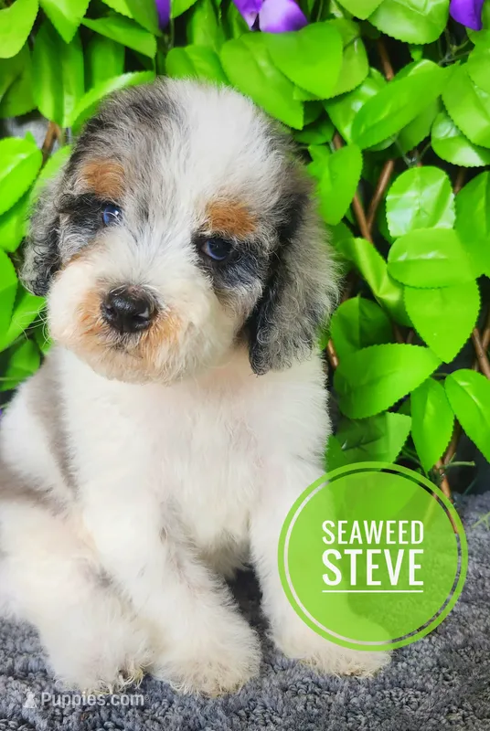 Seaweed Steve – Miniature Bernedoodle puppy for sale in Redlands, CA