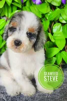 Seaweed Steve (blue eye), a male Miniature Bernedoodle for sale in Redlands, CA – 1 of 10