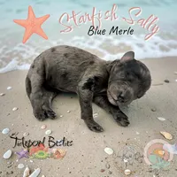 Starfish Sally , a female Miniature Bernedoodle for sale in Redlands, CA – 2 of 9