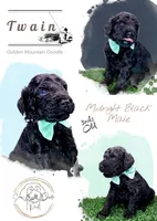 Twain, a male Goldendoodle and Miniature Bernedoodle for sale in Redlands, CA – 1 of 8