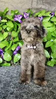 J. Austen, a female Miniature Bernedoodle for sale in Redlands, CA – 4 of 10