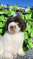 Portobello , a male Miniature Bernedoodle for sale in Redlands, CA – 9 of 10