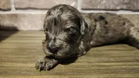 J. Austen, a female Miniature Bernedoodle for sale in Redlands, CA – 7 of 10