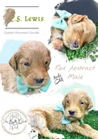 C.S. Lewis , a male Miniature Goldendoodle for sale in Redlands, CA – 8 of 10