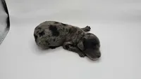 Starfish Sally , a female Miniature Bernedoodle for sale in Redlands, CA – 4 of 9
