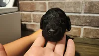 Twain, a male Goldendoodle and Miniature Bernedoodle for sale in Redlands, CA – 6 of 8