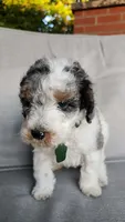Seaweed Steve (blue eye), a male Miniature Bernedoodle for sale in Redlands, CA – 5 of 10