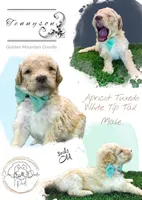 Tennyson , a male Miniature Bernedoodle for sale in Redlands, CA – 3 of 10