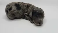Starfish Sally , a female Miniature Bernedoodle for sale in Redlands, CA – 6 of 9