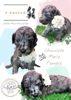 J. Austen, a female Miniature Bernedoodle for sale in Redlands, CA – 8 of 10