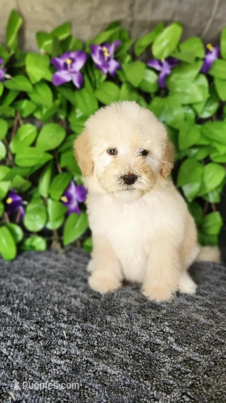 Tennyson  – Miniature Bernedoodle puppy for sale in Redlands, CA