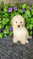 Tennyson , a male Goldendoodle for sale in Redlands, CA – 1 of 9
